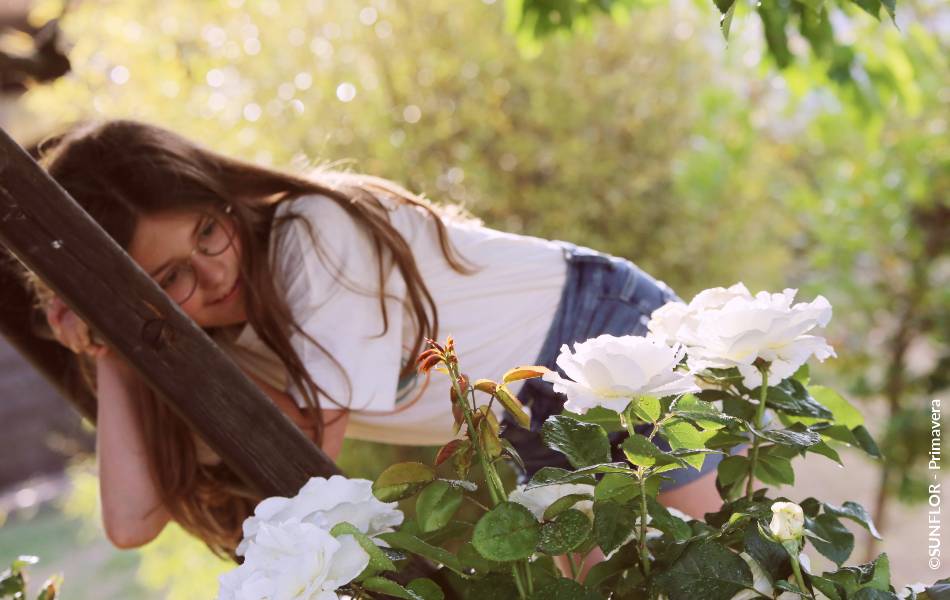 ©SUNFLOR - Primavera